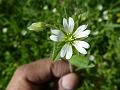 Common Mouse-Ear Chickweed